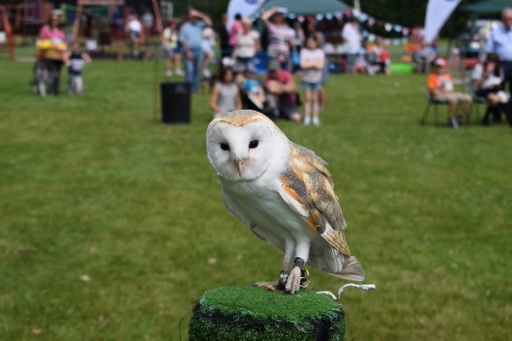Falconry Summer Fair 2024 - Ticket includes Static Display of birds and a Flying Display show + a Family photo next to the birds (no bird handling).