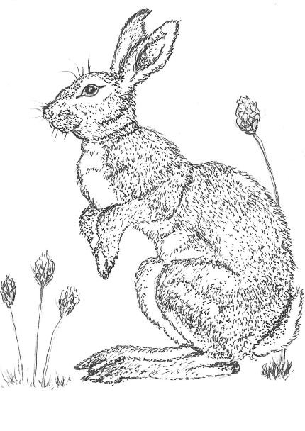 Auction Lot 11: Young Bunny