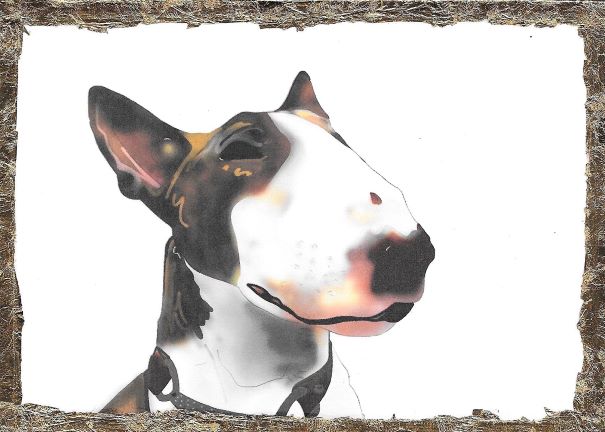 Auction Lot 62: Jimmy - English Bull Terrier